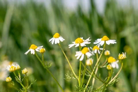 Daisies Stock Photos