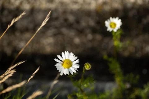 Daisies Stock Photos