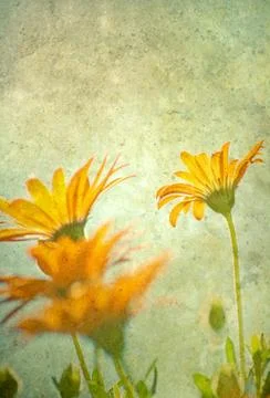 Daisies. Stock Photos