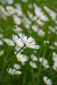 Daisies Stock Photos