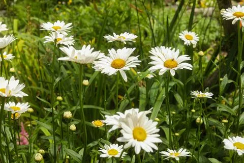 Daisies Stock Photos