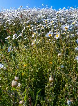 Daisies Stock Photos