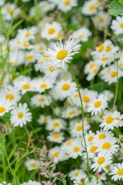 Daisies Stock Photos