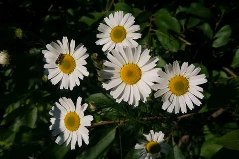 Daisies Foto stock