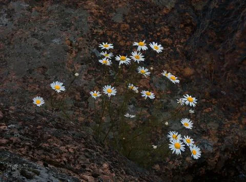 Daisies Stock Photos