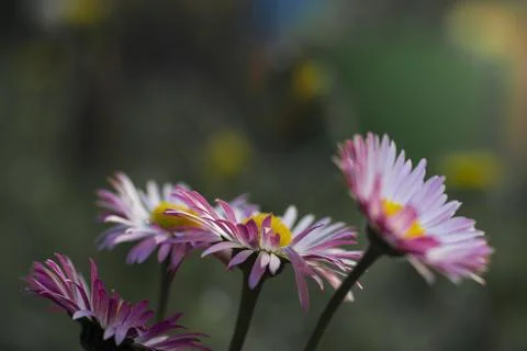 Daisies Stock Photos