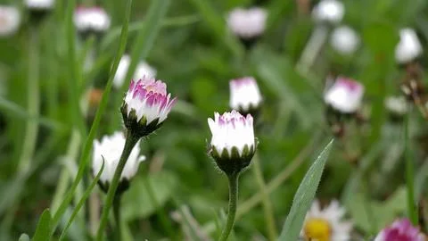 Daisies Stock Photos
