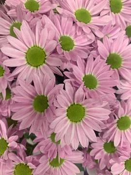 Daisies Stock Photos