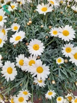 Daisies Stock Photos