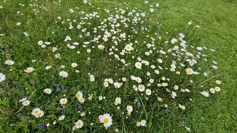 Daisies Stock Photos