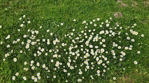 Daisies Stock Photos
