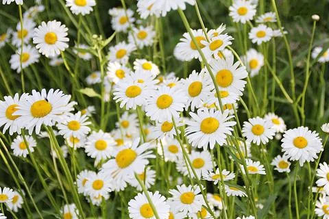 Daisies Stock Photos