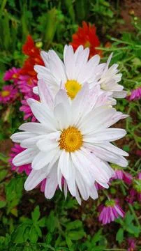 The daisies Foto stock