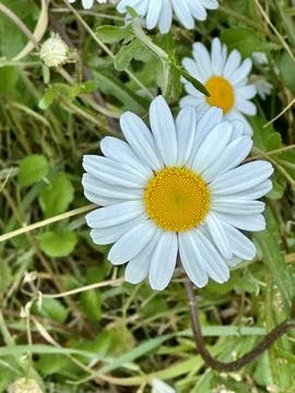 Daisies Stock Photos