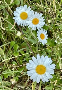 Daisies Stock Photos