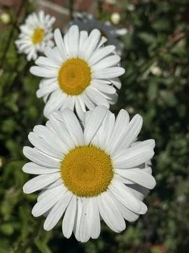 Daisies Stock Photos