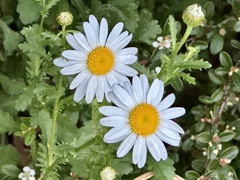 Daisies Stock Photos