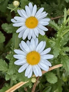 Daisies Stock Photos