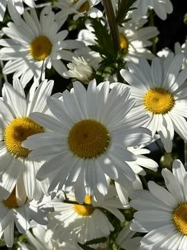 Daisies Stock Photos
