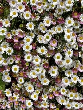 Daisies Stock Photos