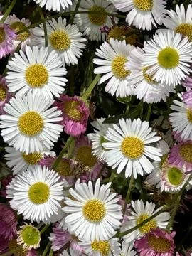 Daisies Stock Photos