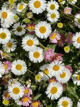 Daisies Stock Photos