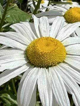 Daisies Stock Photos