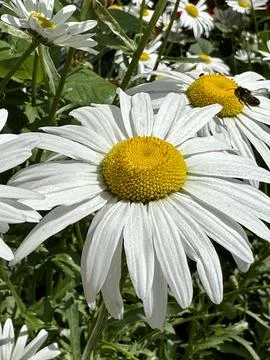 Daisies Stock Photos