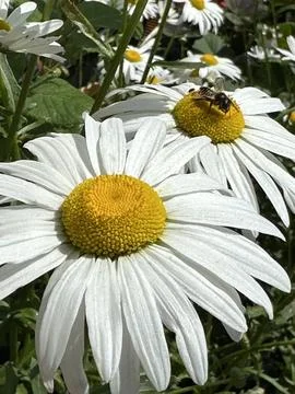 Daisies Stock Photos