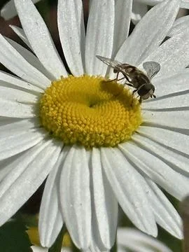 Daisies Stock Photos