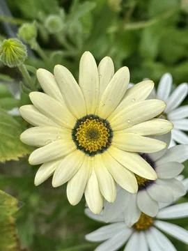Daisies Stock Photos