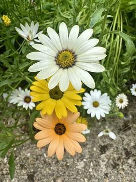 Daisies Stock Photos