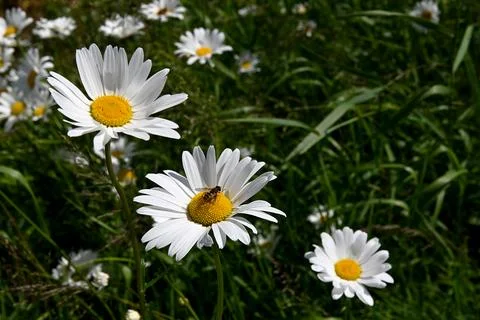 Daisies Foto stock