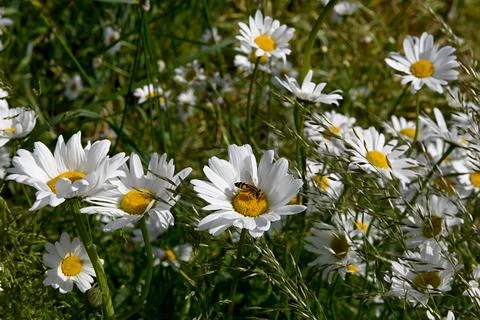 Daisies Foto stock
