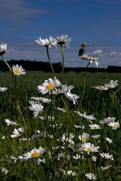 Daisies Foto stock