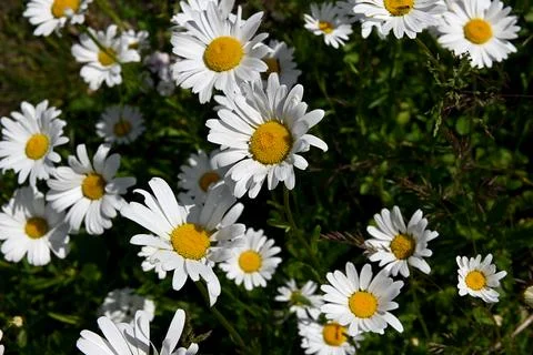 Daisies Foto stock