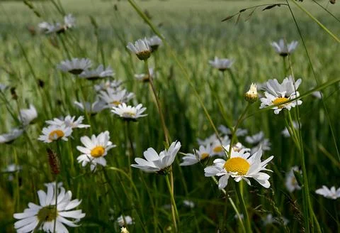 Daisies Fotos de archivo