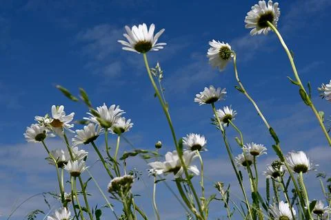Daisies Photos