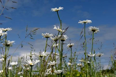 Daisies Foto stock