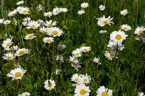 Daisies Foto stock