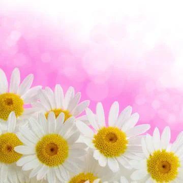 Daisies on pink background Stock Photos