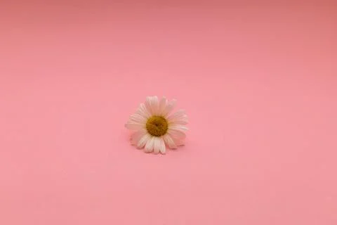 Daisies on a pink background Stock Photos