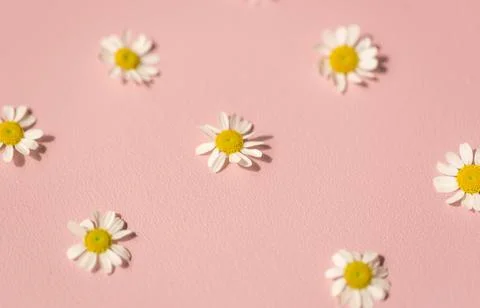 Daisies on pink Stock Photos