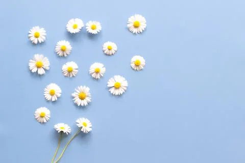 Daisies on a plain blue background with space for inspiration, background Stock Photos