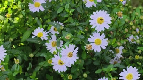 Daisies planted in a garden create a natural backdrop buzzing with bees. Stock Footage 321985686