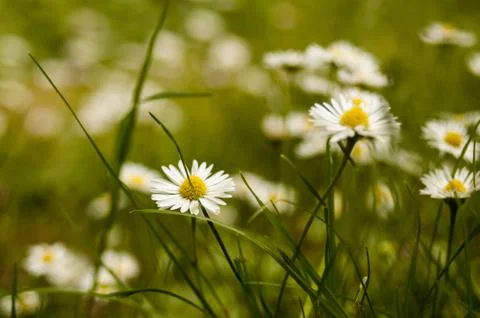 Daisies planted on the ground surrounded by grass Foto stock