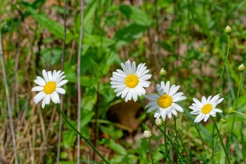 Daisies with rain droplets Stock Photos