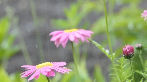 Daisies in the rain Video stock 109440263