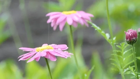 Daisies in the rain Vídeos de archivo 109440337