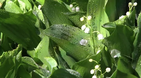 Daisies in a rainbow Stock Footage 8570330
